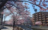 大岡川プロムナード