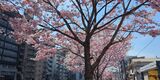 大岡川プロムナード