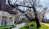 外濠公園