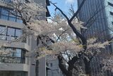 外濠公園
