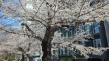 外濠公園