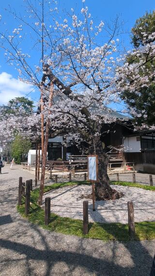 PHOTO 桜の標本木#3