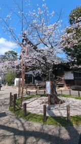 桜の標本木