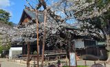 桜の標本木