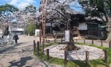 桜の標本木