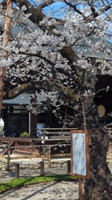 桜の標本木