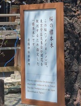 桜の標本木