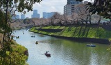 千鳥ヶ淵