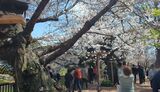 千鳥ヶ淵