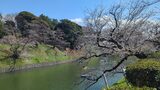 千鳥ヶ淵