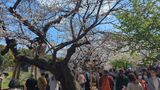 千鳥ヶ淵
