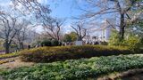 飛鳥山公園