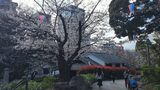 飛鳥山公園