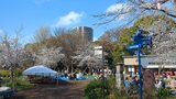 飛鳥山3つの博物館