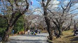 飛鳥山公園