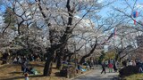 飛鳥山公園