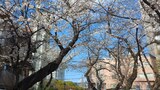 飛鳥山公園