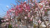 妙正寺川の桜
