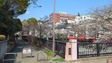 妙正寺川の桜