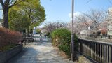 妙正寺川の桜