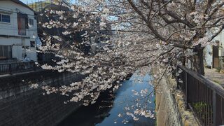 PHOTO 妙正寺川の桜#2