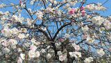 妙正寺川の桜