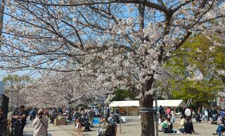 PHOTO 妙正寺川の桜#1