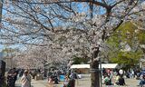 妙正寺川の桜