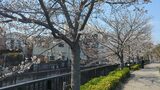 妙正寺川の桜