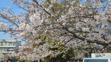 妙正寺川の桜