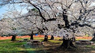 光が丘公園