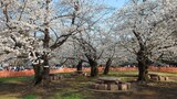 光が丘公園