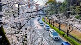 光が丘公園