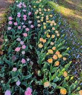 国営昭和記念公園