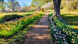 国営昭和記念公園