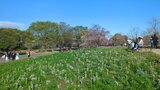国営昭和記念公園