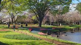 国営昭和記念公園