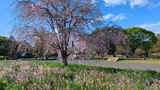 国営昭和記念公園