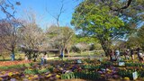 国営昭和記念公園