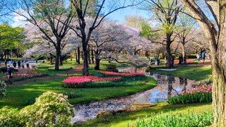 国営昭和記念公園