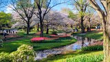 国営昭和記念公園