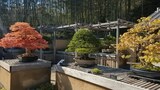 国営昭和記念公園
