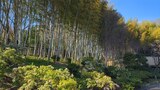 国営昭和記念公園