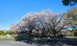 国営昭和記念公園