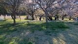 国営昭和記念公園