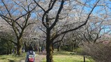 国営昭和記念公園