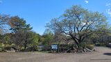 国営昭和記念公園