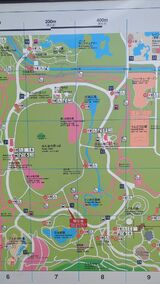 国営昭和記念公園