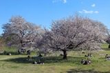 国営昭和記念公園