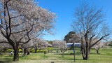 国営昭和記念公園